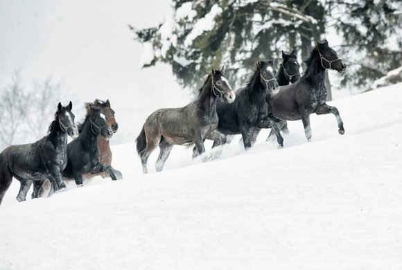 Lipizzanergestüt Piber