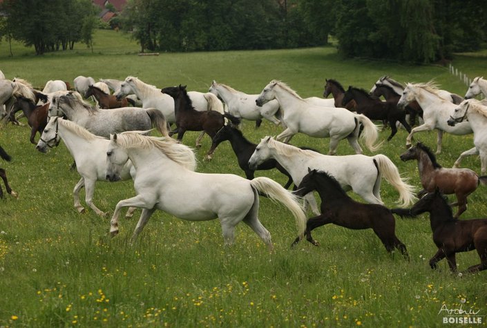 Lipizzanergestüt Piber