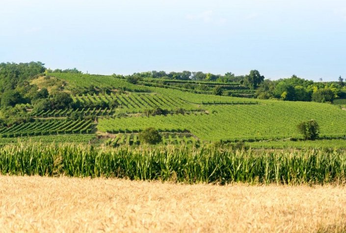 Weingut Setzer