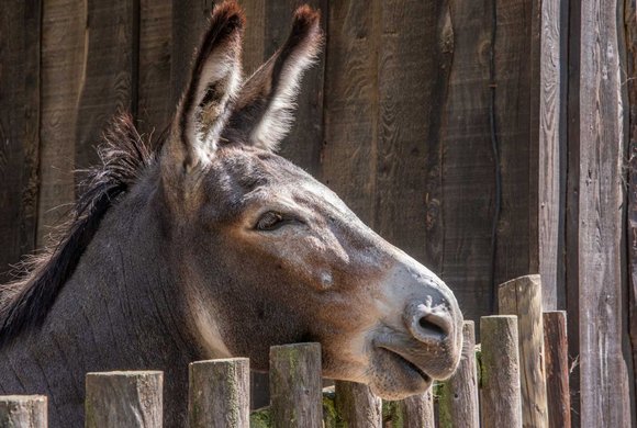 Wildpark Ernstbrunn