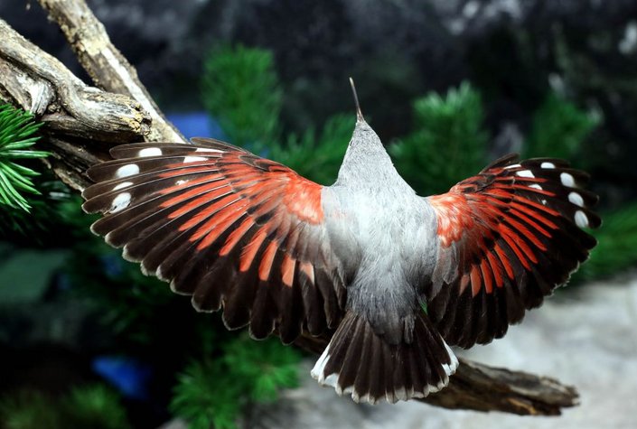 Naturwelten - Naturmuseum Salzkammergut