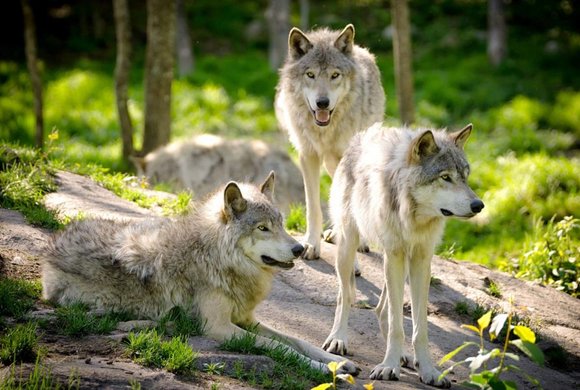 Cumberland Wildpark Grünau