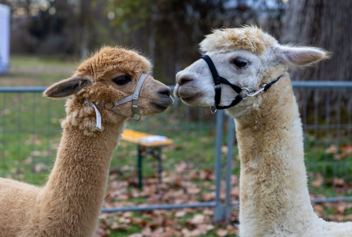 Retzhofer Kunsthandwerksmarkt