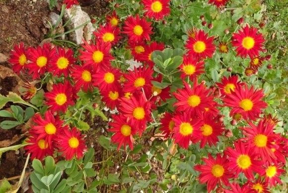 Naturerlebniszentrum Alpengarten Bad Aussee und Libellenweg