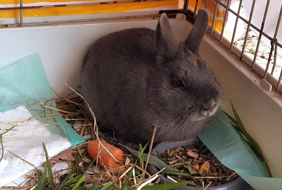 Ostermarkt im Schloss Aurolzmünster